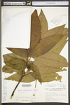 Carya alba by WV University Herbarium