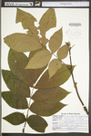 Carya alba by WV University Herbarium