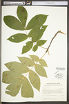 Carya alba by WV University Herbarium