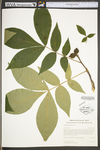 Carya alba by WV University Herbarium