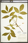 Carya alba by WV University Herbarium