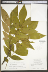 Carya alba by WV University Herbarium