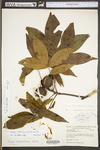 Carya alba by WV University Herbarium