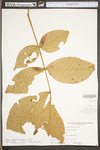 Carya alba by WV University Herbarium