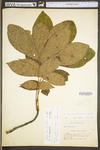 Carya alba by WV University Herbarium