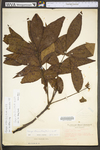 Carya alba by WV University Herbarium