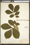 Carya alba by WV University Herbarium