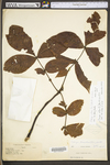 Carya alba by WV University Herbarium