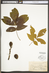 Carya alba by WV University Herbarium