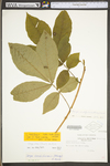 Carya cordiformis by WV University Herbarium