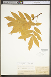 Carya cordiformis by WV University Herbarium