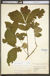 Carya cordiformis by WV University Herbarium