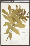 Carya cordiformis by WV University Herbarium