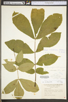 Carya cordiformis by WV University Herbarium