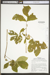 Carya cordiformis by WV University Herbarium