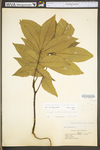 Carya cordiformis by WV University Herbarium