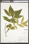 Carya cordiformis by WV University Herbarium