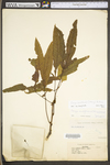 Carya cordiformis by WV University Herbarium