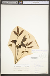 Carya cordiformis by WV University Herbarium