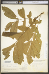 Carya cordiformis by WV University Herbarium