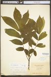 Carya cordiformis by WV University Herbarium