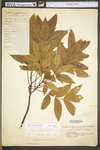 Carya cordiformis by WV University Herbarium