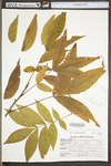 Carya cordiformis by WV University Herbarium