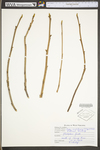 Carya cordiformis by WV University Herbarium