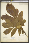 Carya cordiformis by WV University Herbarium