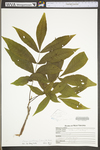 Carya cordiformis by WV University Herbarium