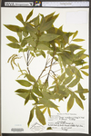 Carya cordiformis by WV University Herbarium