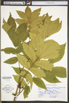 Carya cordiformis by WV University Herbarium