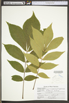 Carya cordiformis by WV University Herbarium