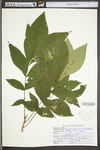 Carya cordiformis by WV University Herbarium