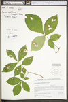 Carya cordiformis by WV University Herbarium