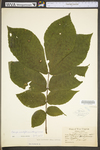 Carya cordiformis by WV University Herbarium