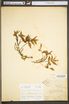 Carya cordiformis by WV University Herbarium