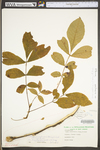 Carya cordiformis by WV University Herbarium