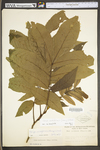 Carya cordiformis by WV University Herbarium