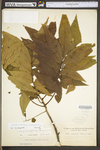 Carya cordiformis by WV University Herbarium