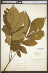 Carya cordiformis by WV University Herbarium