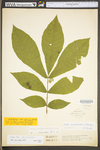 Carya cordiformis by WV University Herbarium