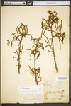 Carya cordiformis by WV University Herbarium