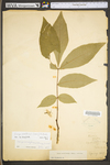 Carya cordiformis by WV University Herbarium