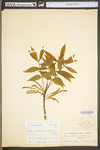 Carya cordiformis by WV University Herbarium