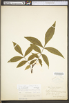 Carya cordiformis by WV University Herbarium