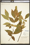 Carya cordiformis by WV University Herbarium