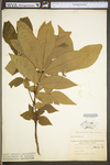 Carya cordiformis by WV University Herbarium