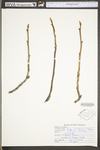 Carya cordiformis by WV University Herbarium