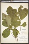 Carya cordiformis by WV University Herbarium